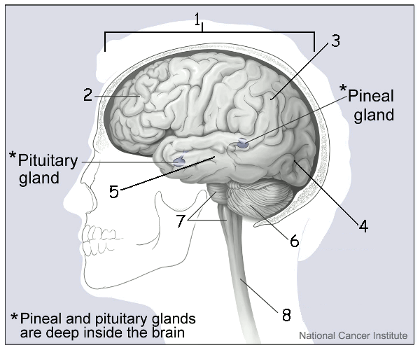 the brain labeled