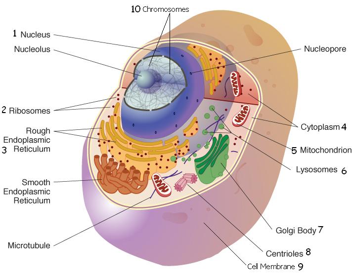 Human Cell